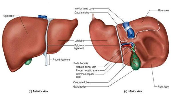 Organ Organ Sistem Ekskresi Pada Manusia Biologi Kelas 11